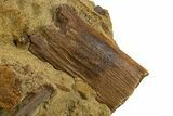 Fossil Hadrosaur Ribs & Ossified Tendons in Sandstone - Wyoming #331078-2